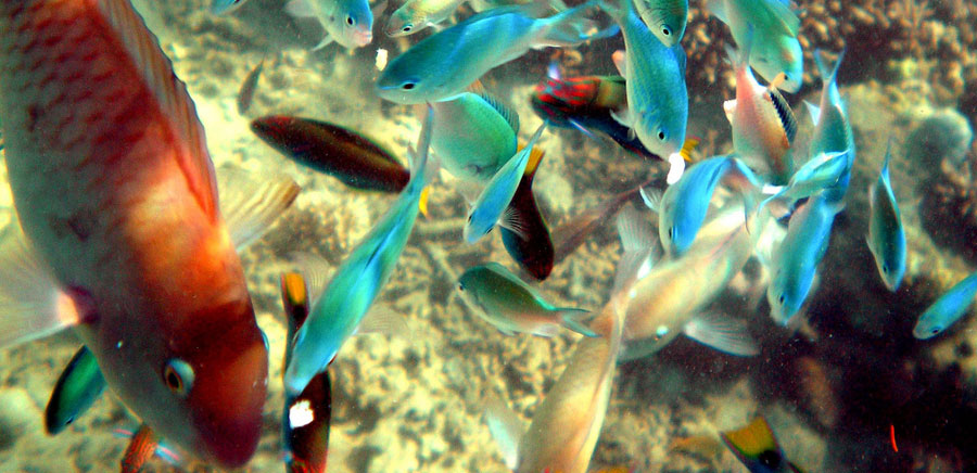 Gili Nanggu - Lombok